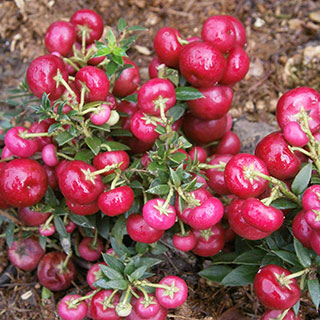 gaultheria- pernettya mucronata rubra